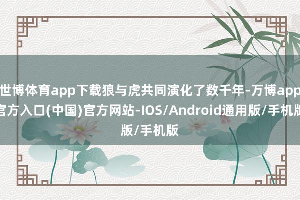 世博体育app下载狼与虎共同演化了数千年-万博app官方入口(中国)官方网站-IOS/Android通用版/手机版
